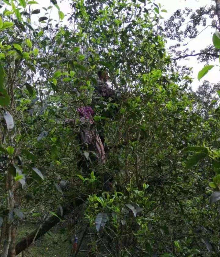 2022年一扇磨古樹春茶特點(diǎn)？