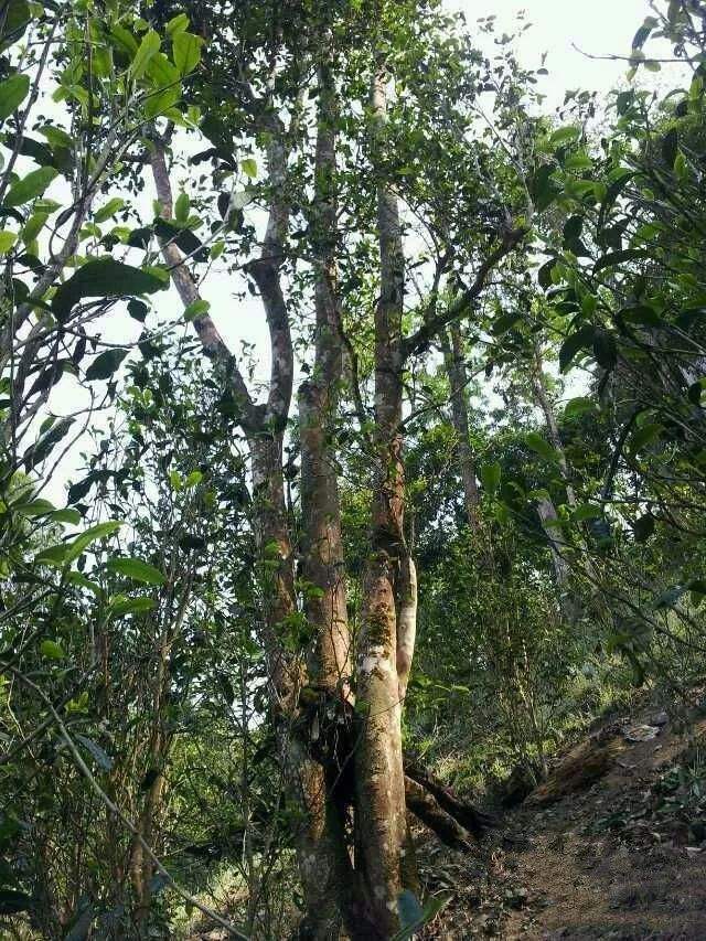 2022年一扇磨古樹春茶口感？