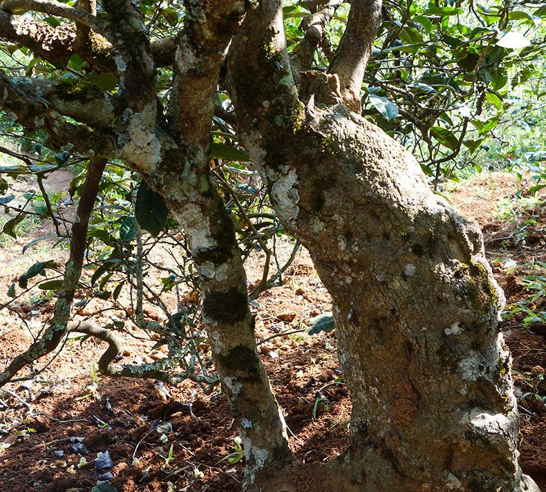 2022年一扇磨山林之息，雨林之味，原始之態(tài)