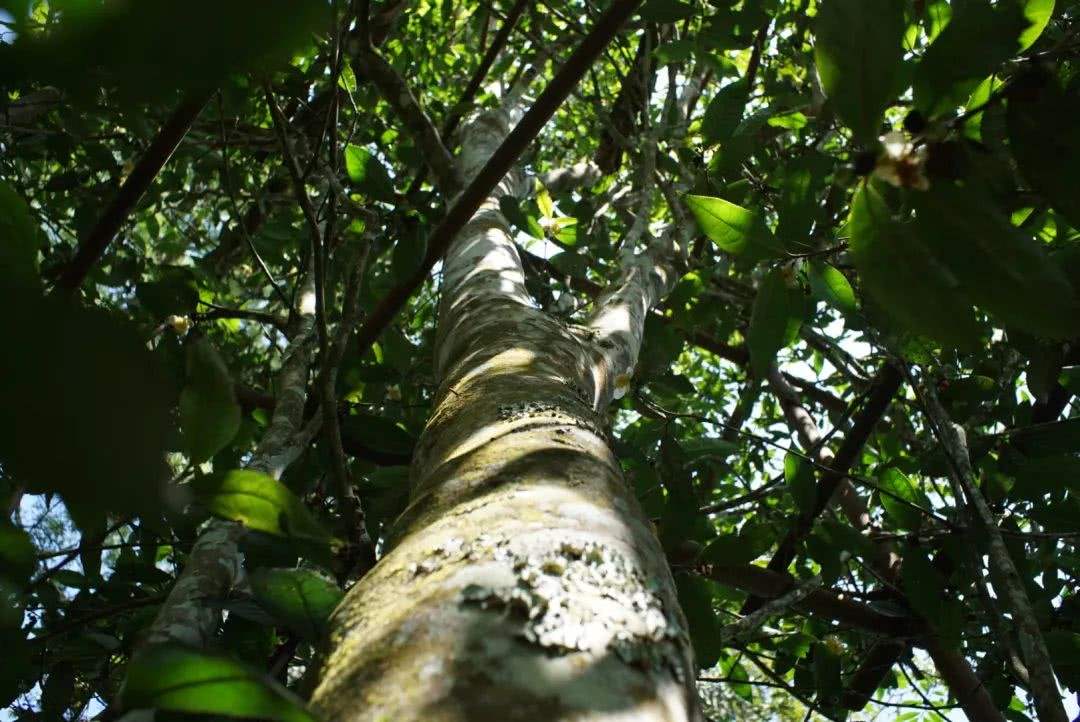 2022年香椿林古樹春茶口感？