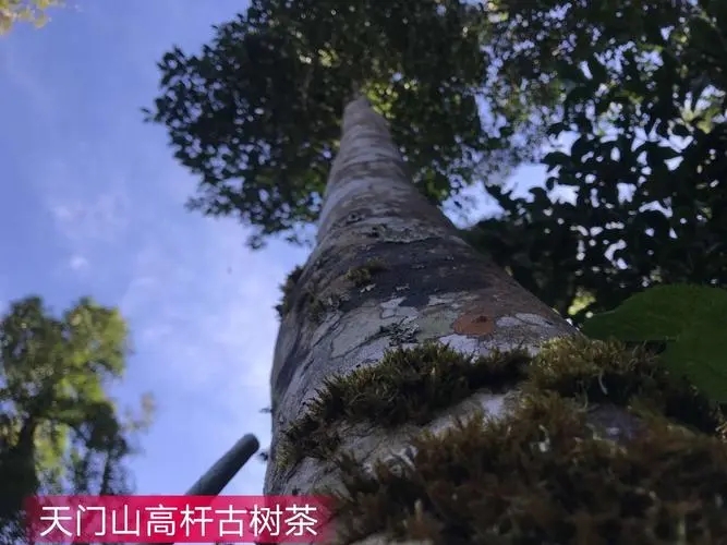 2022年天門山古樹春茶特點？