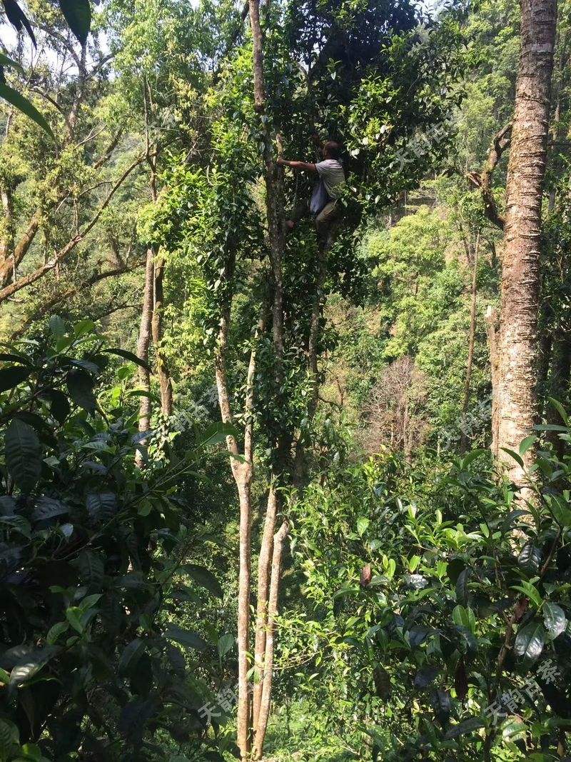 2022年天門山古樹春茶口感？