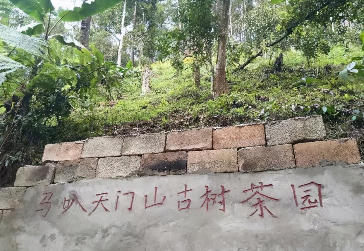 2022年天門山古樹春茶多少錢一公斤？