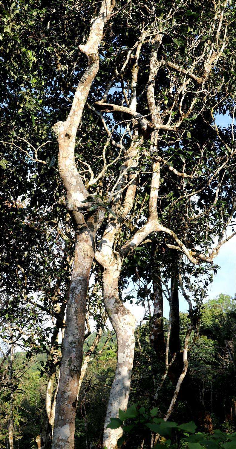 2022年天門山高桿古樹茶，神秘存在的好茶