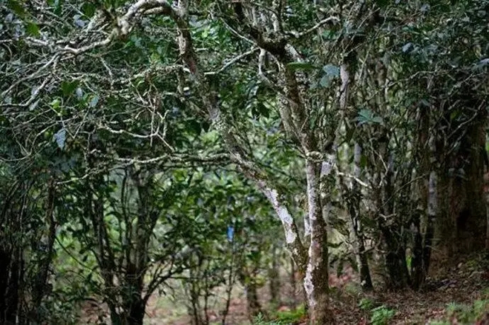 2022年高山寨古樹春茶特點？