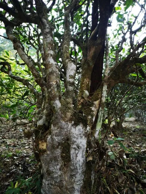 2022年高山寨古樹(shù)春茶價(jià)格？