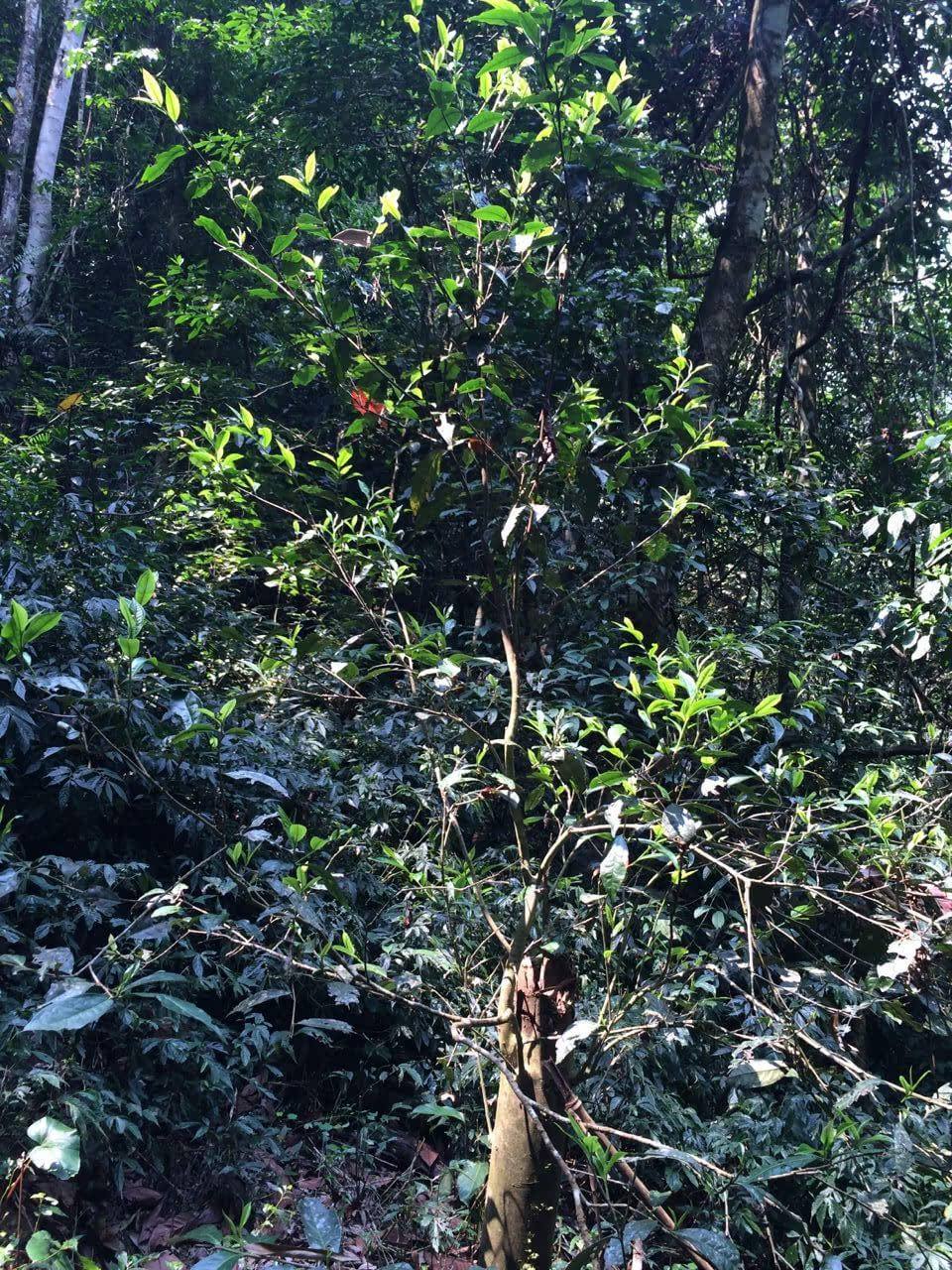 2022年高山寨古樹春茶多少錢一公斤？