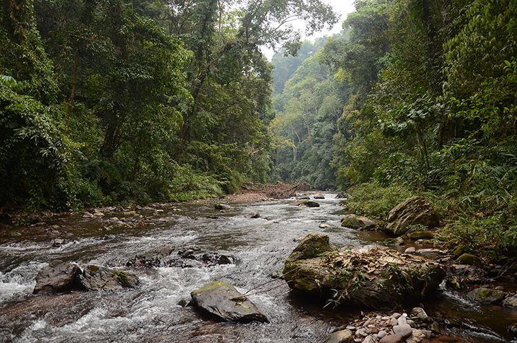2022年銅箐河古樹春茶特點(diǎn)？
