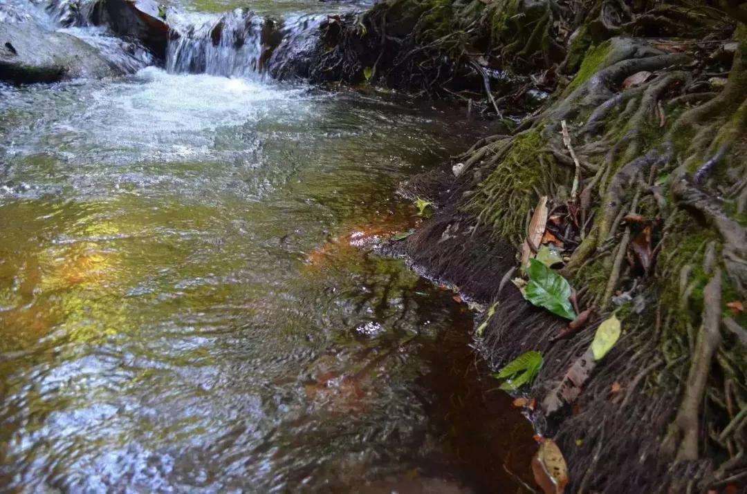 2022年銅箐河古樹春茶口感？