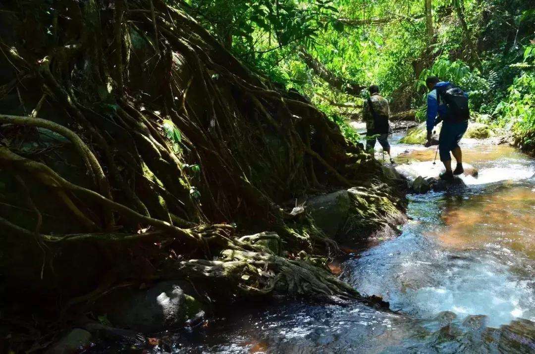 2022年銅箐河古樹春茶價格？