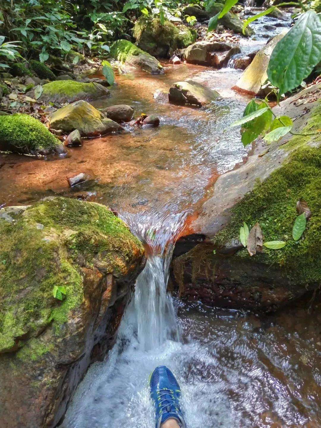 2022年銅箐河古樹春茶多少錢一公斤？