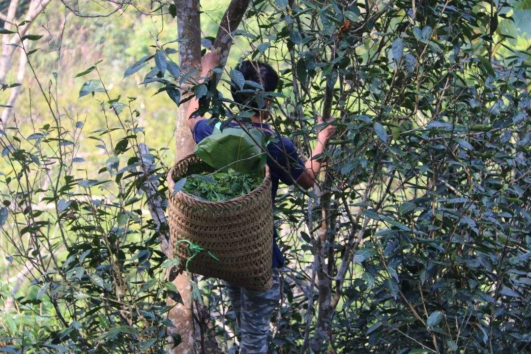 2022年百花潭古樹春茶特點(diǎn)？