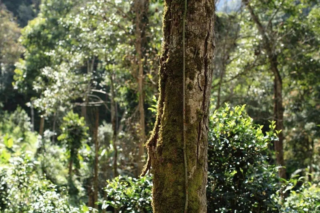 2022年百花潭古樹春茶口感？