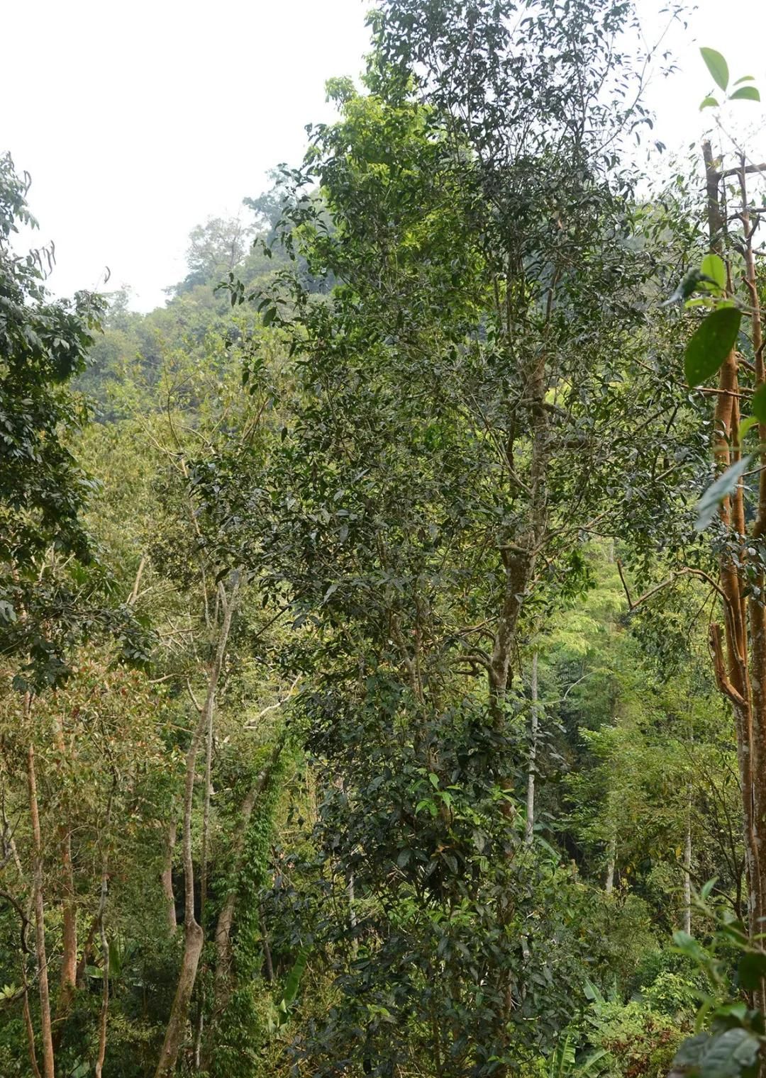 2022年百花潭古樹春茶價格？