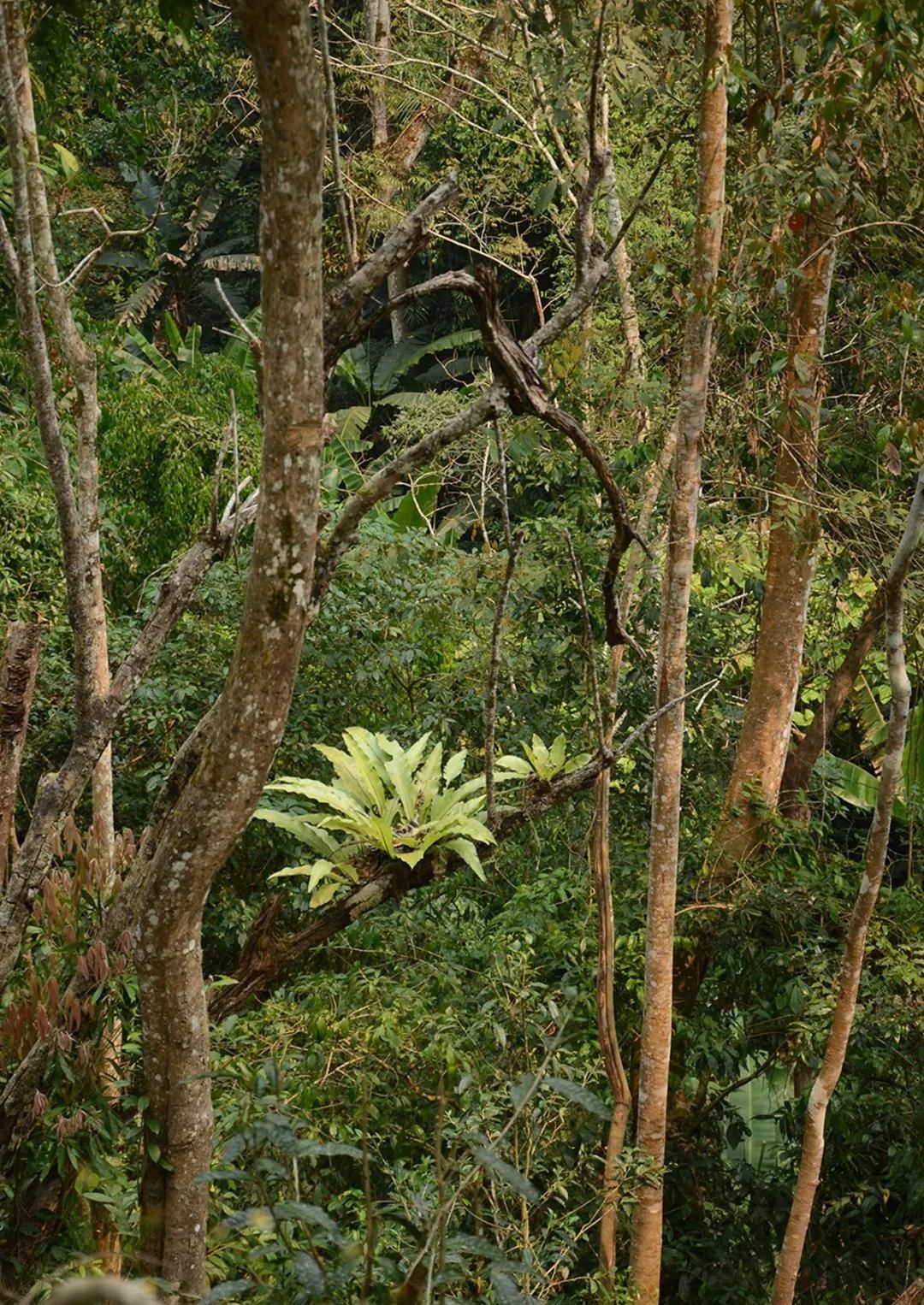 2022年百花潭古樹春茶多少錢一公斤？