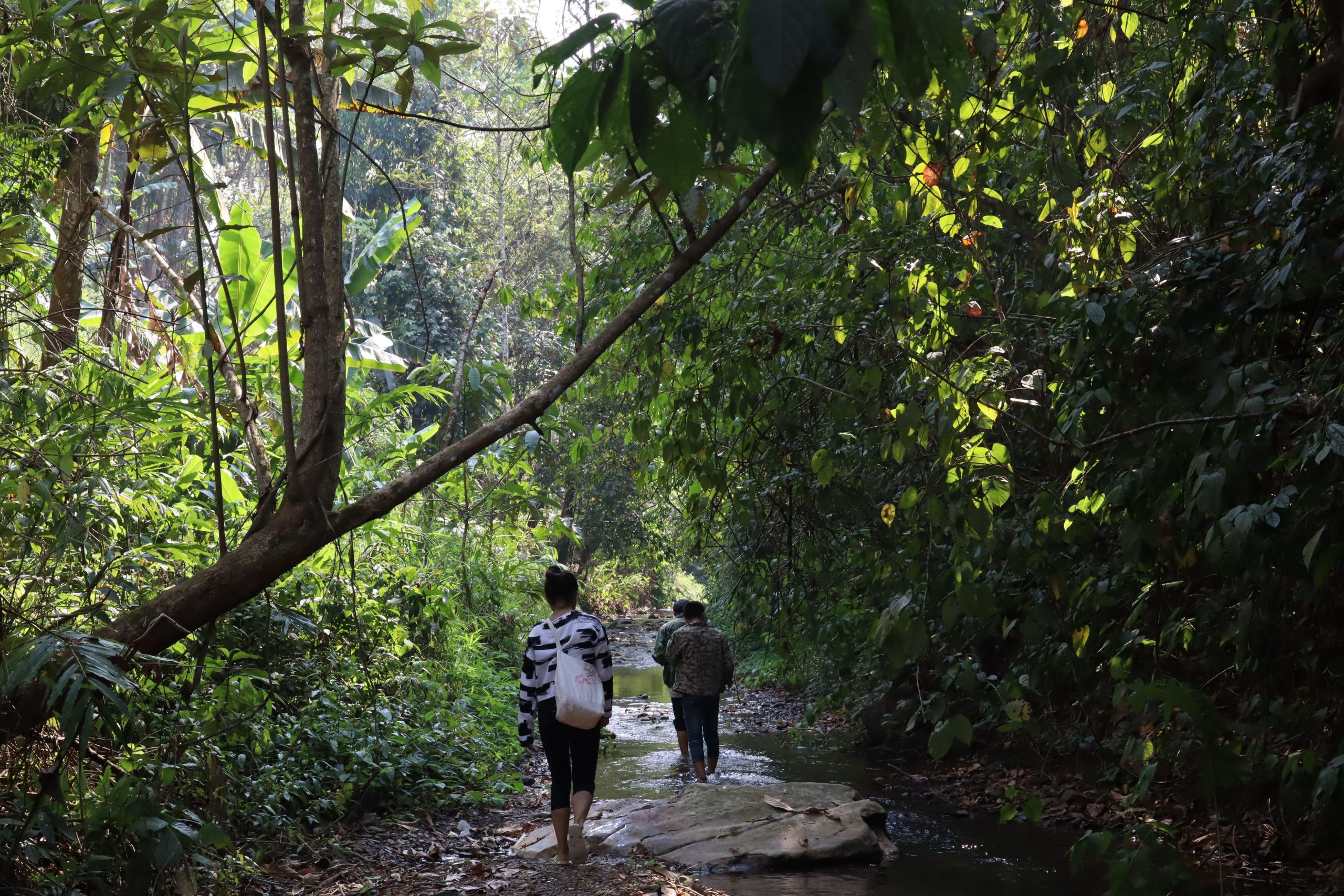 2022年蟒蛇箐古樹春茶口感？