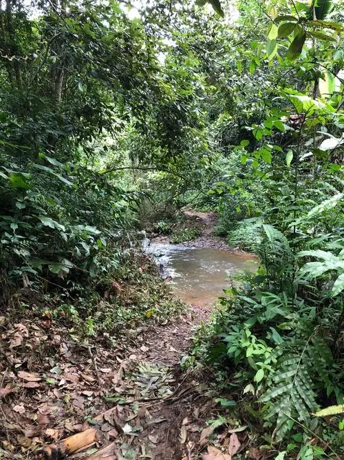 2022年蟒蛇箐古樹春茶價格？