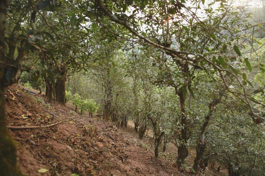 2022年倚邦曼拱古樹春茶口感？