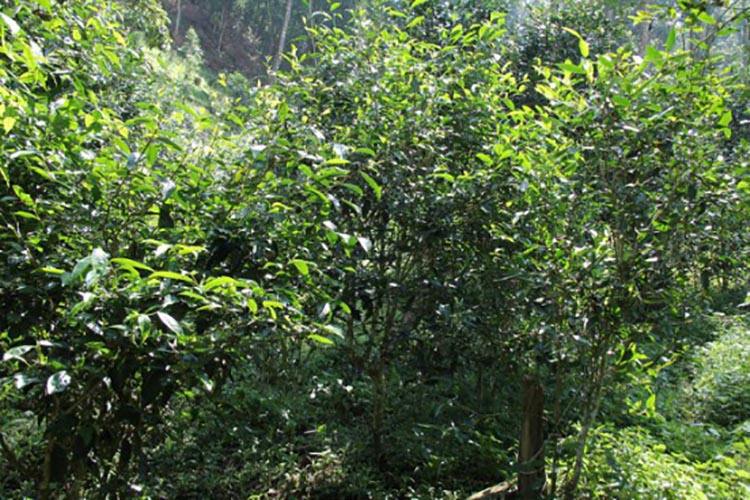 2022年倚邦曼拱古樹春茶價格？