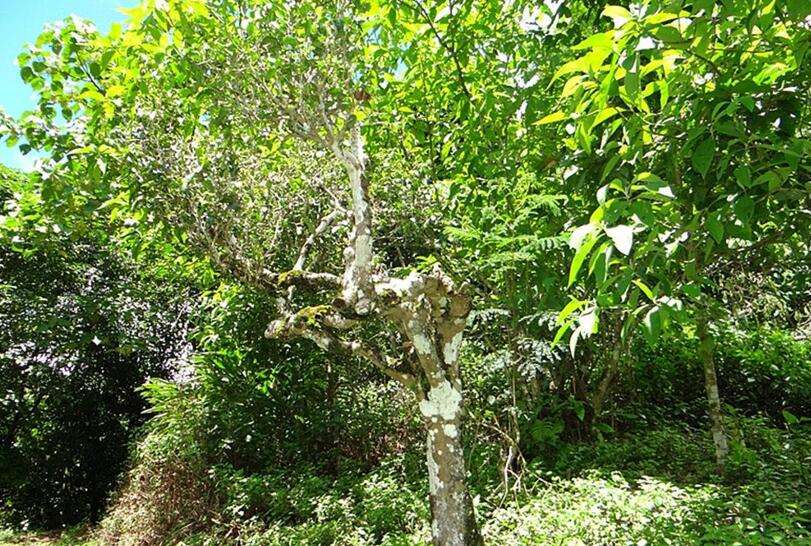 2022年大黑樹林古樹春茶價(jià)格？