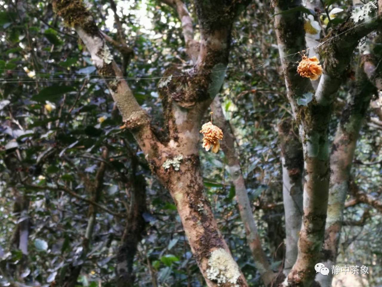 2022年大黑森林古樹春茶多少錢一公斤？