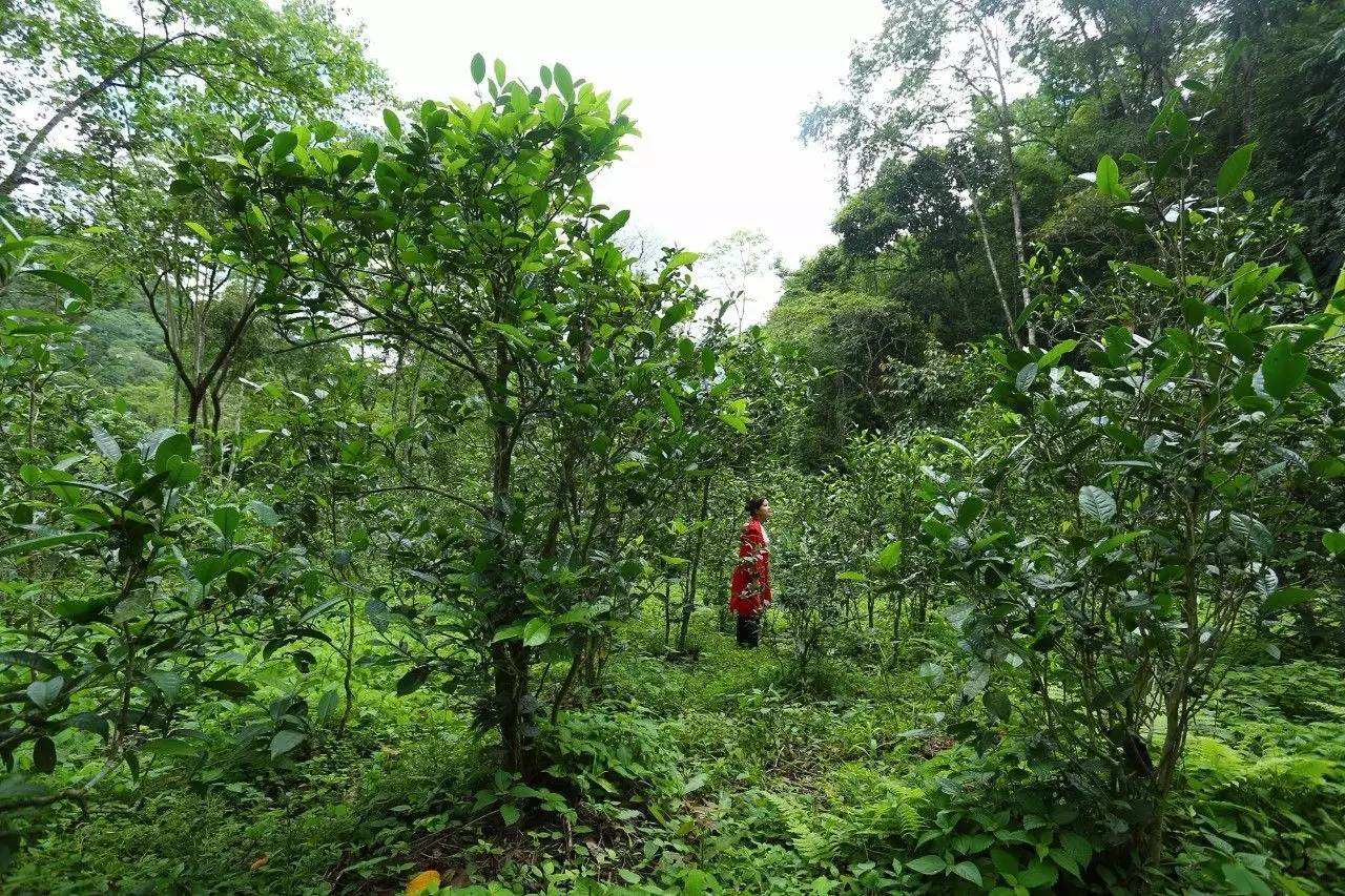 2022年曼松古樹春茶口感？