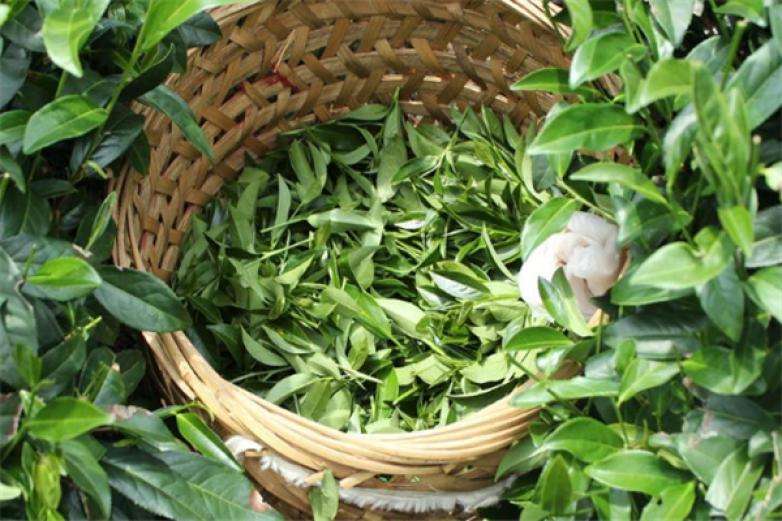 2022年曼松古樹春茶價(jià)格？