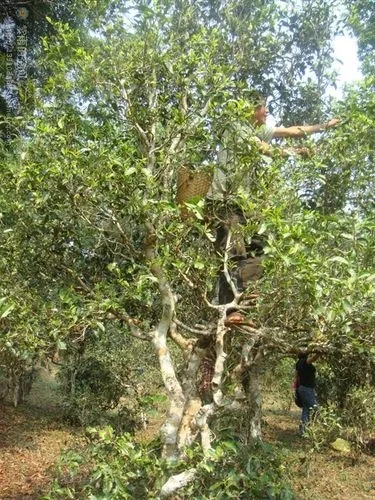 2022年蠻磚古樹春茶價(jià)格？