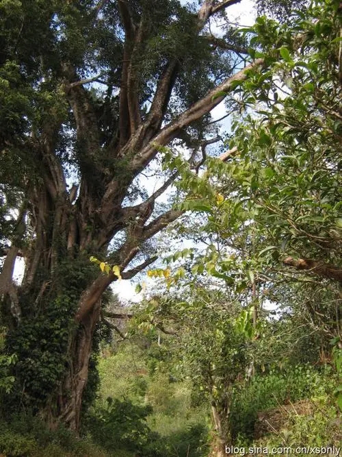 2022年蠻磚古樹春茶多少錢一公斤？