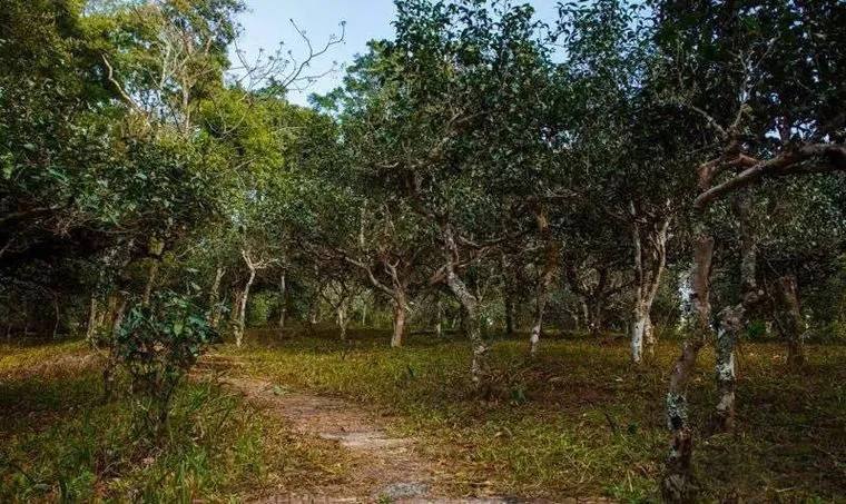 2022年桃子寨古樹春茶價(jià)格？