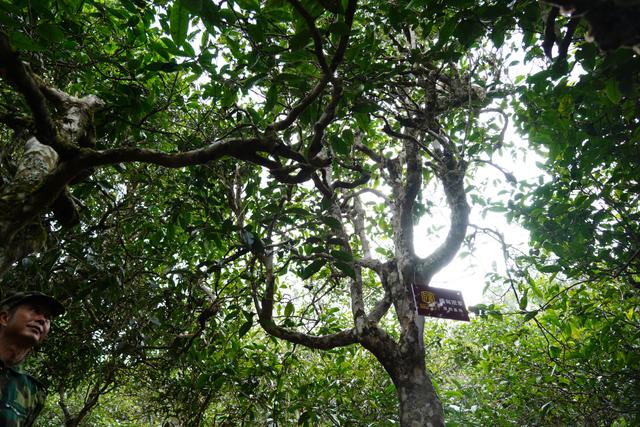 2022年桃子寨古樹春茶多少錢一公斤？