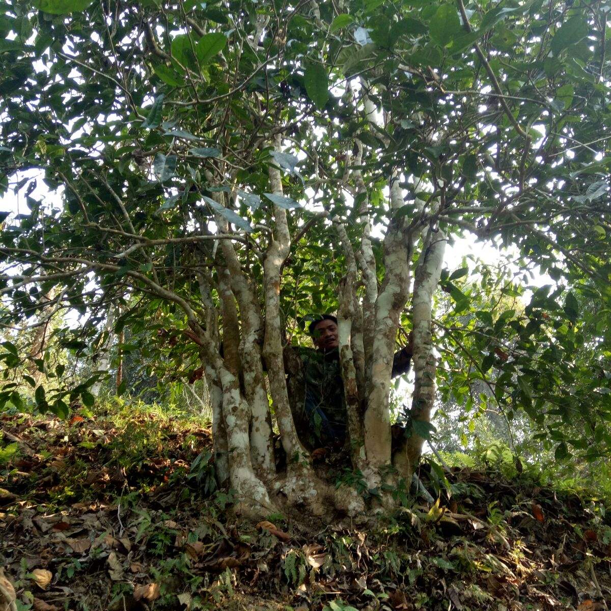 2022年蠻磚瓦龍古樹(shù)春茶特點(diǎn)？