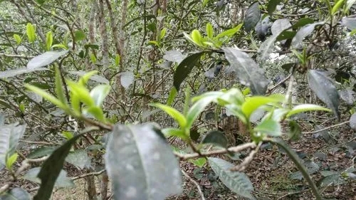 2022年蠻磚瓦龍古樹(shù)春茶口感！