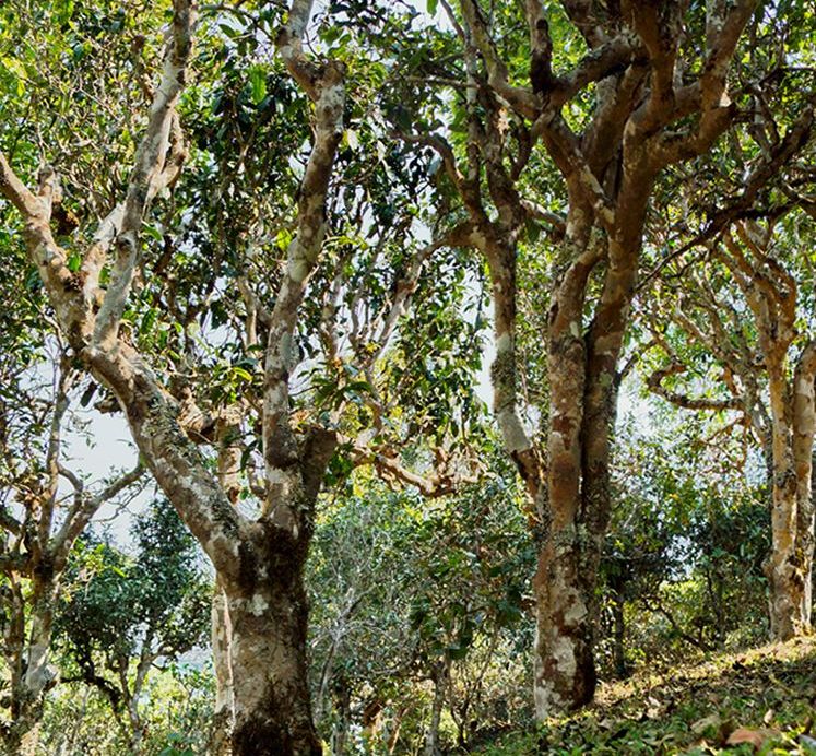 2022年蠻磚瓦龍古樹(shù)春茶價(jià)格？