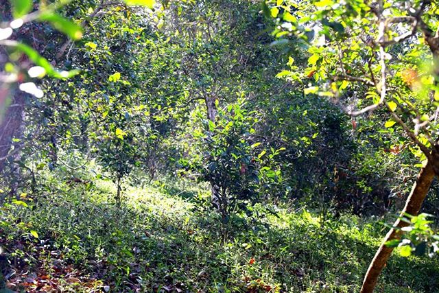 2022年革登古樹春茶價格？