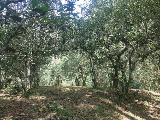 2022年革登古樹春茶多少一公斤？