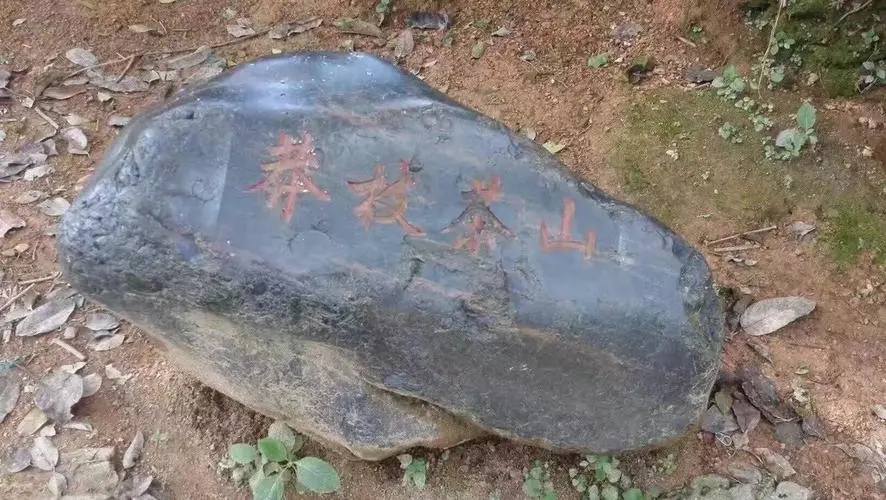 2022年莽枝古樹春茶特點？