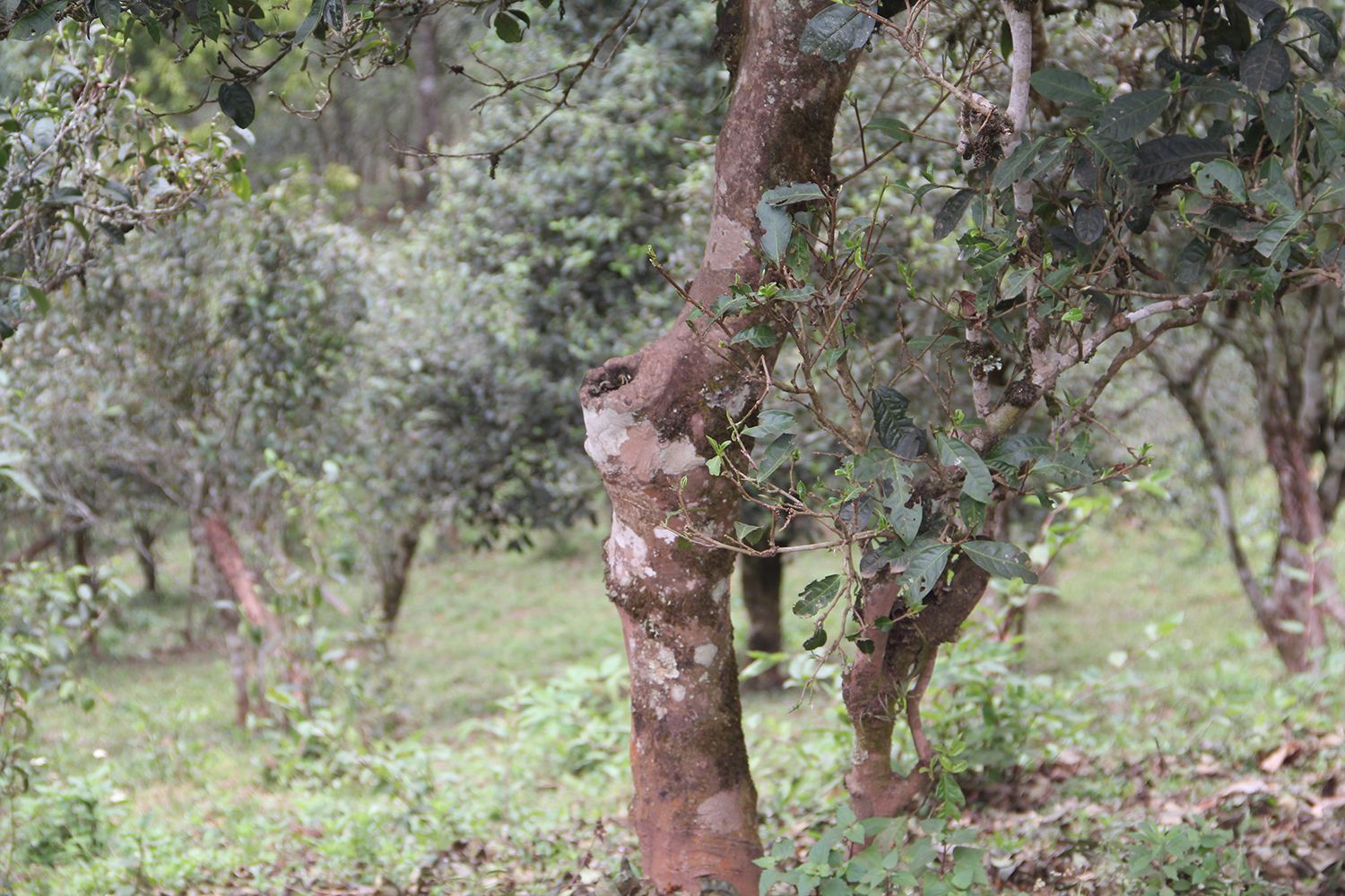 2022年莽枝古樹春茶價格？