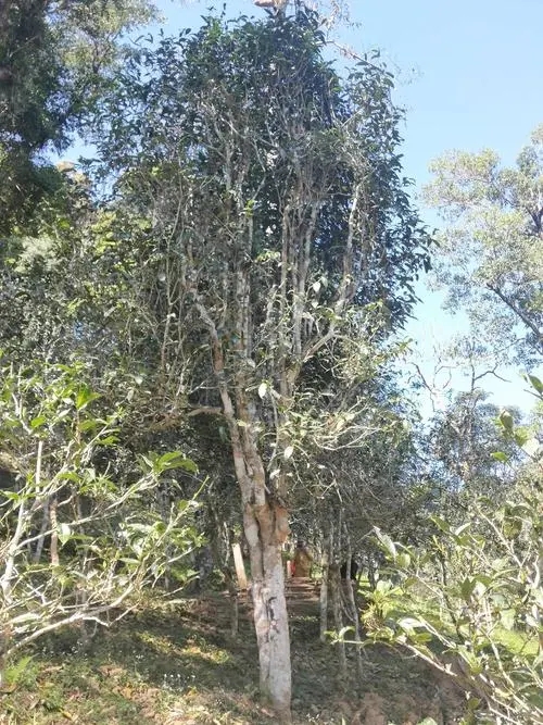 2022年莽枝古樹春茶多少錢一公斤？