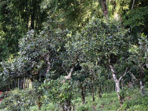 2022年攸樂古樹春茶特點？