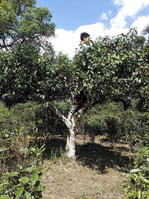 2022年攸樂古樹春茶多少錢一公斤？