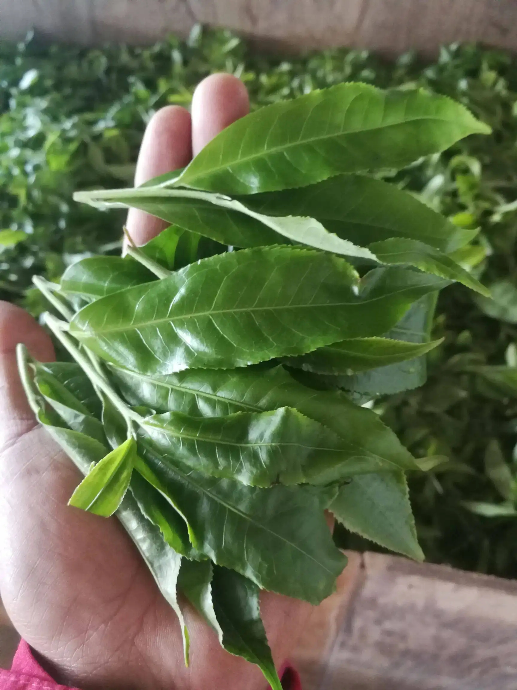 2022年易武曼秀古樹春茶價格？