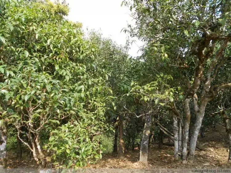 普洱茶山野味怎么解釋？