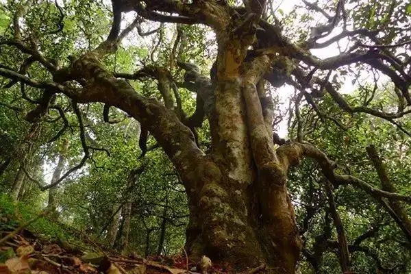 冰島！普洱茶界最有名的山頭，一次性把冰島茶講清楚！