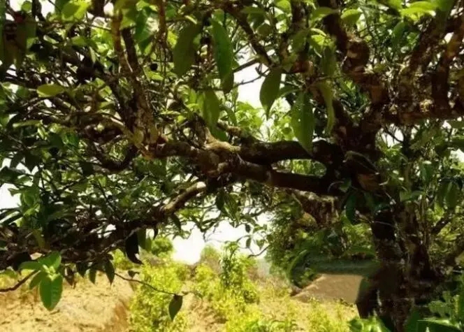 如何鑒別普洱茶樹齡？