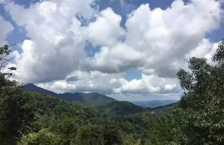 喝普洱茶的人為什么喜歡追山頭？無非就是這幾個原因