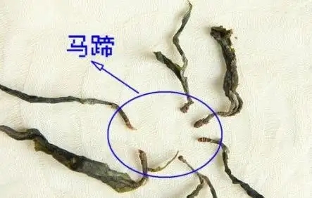 馬蹄竟然還能喝？普洱茶里的馬蹄你有了解過嗎？