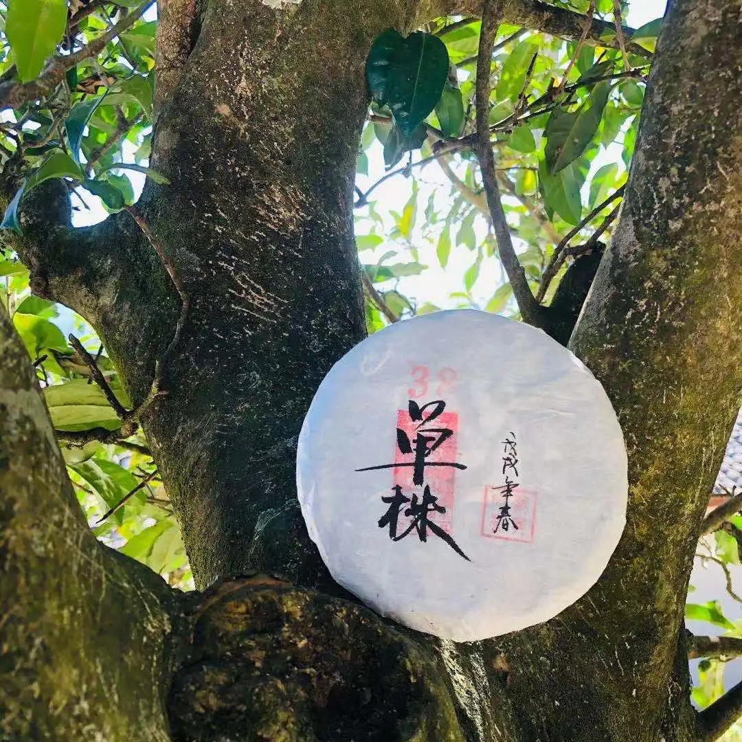 普洱茶單株是什么，好在哪里？