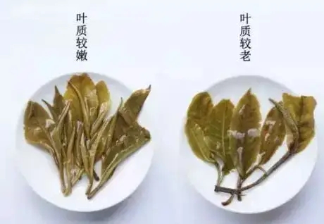 生普？熟普？如何挑選一款普洱茶？