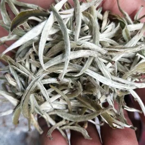 遇見月光白之美，存放四年云南古樹白茶